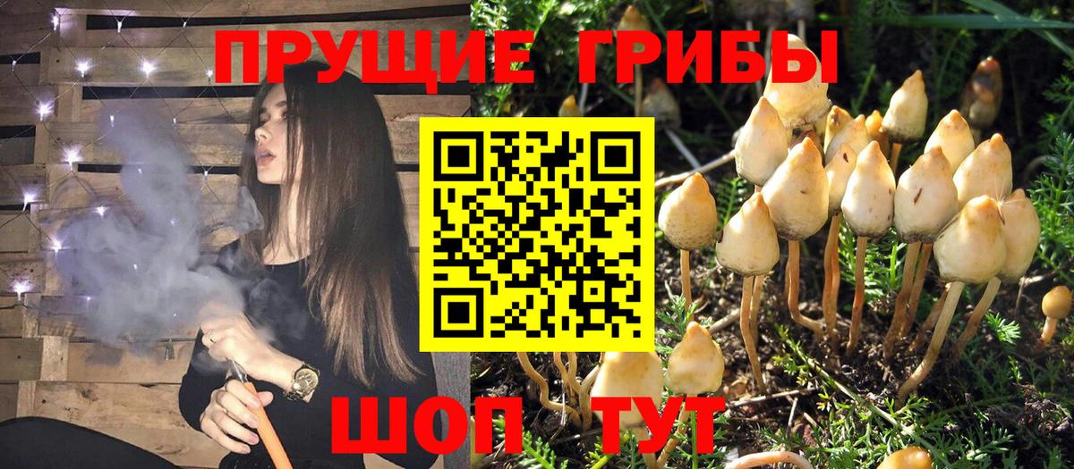 Псилоцибиновые грибы MAGIC MUSHROOMS Чебоксары